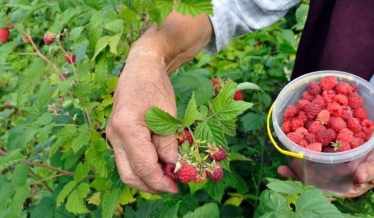 Търсят се берачки на малини в Португалия
