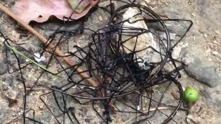 В Тайланд заснеха странно същество (видео)