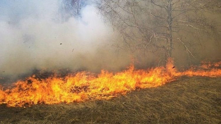Два горски пожара горяха край Златоград, късо съединение подпали сухи треви