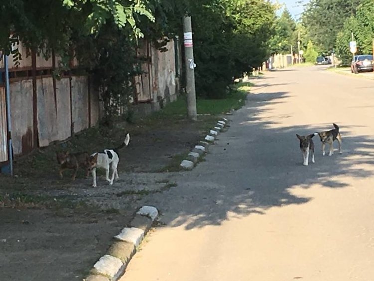 Подаден е сигнал срещу агресивни кучета, заселили се в двора на "Кротнев"