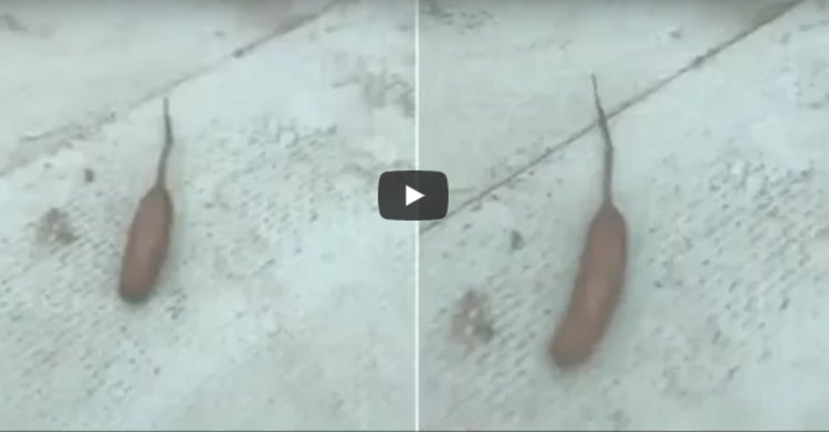 Що за странно същество. Кренвирш с опашка (видео)