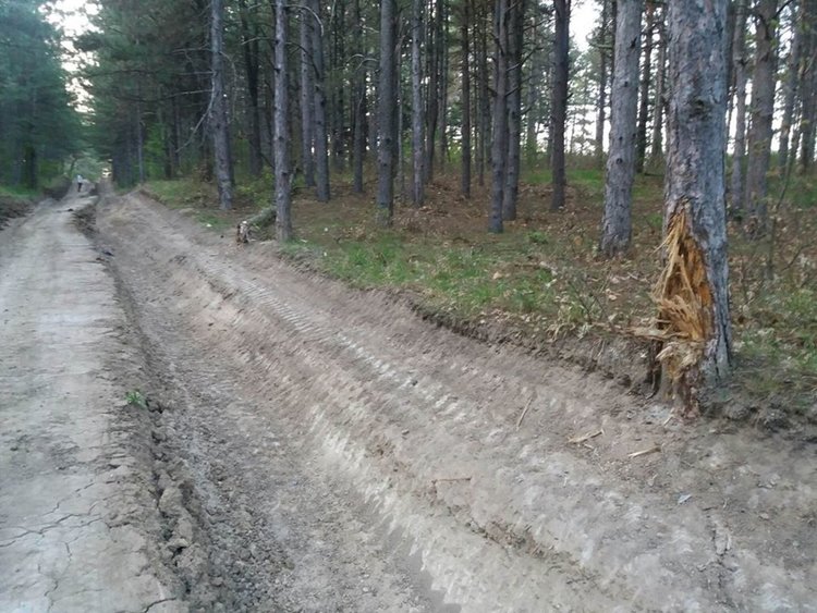 Mашини увредиха дървета в боровата гора в Кенана