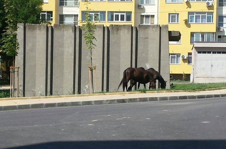 Хасковлия: Коне пасат райграса край новата детска площадка в „Орфей“