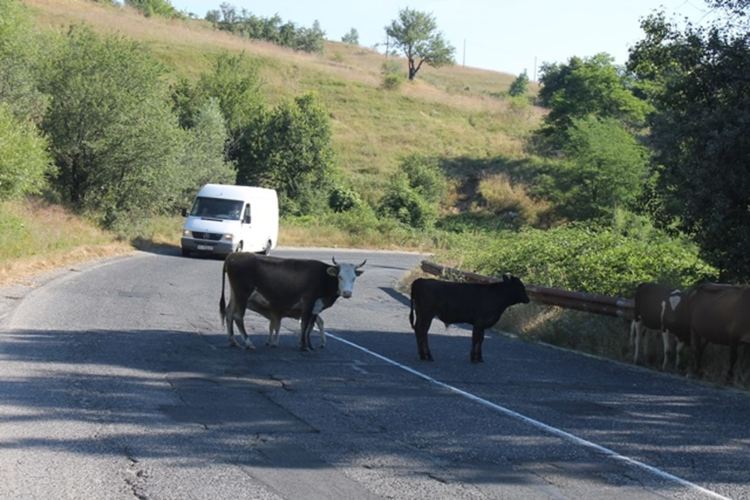 Направиха на курбан теле на пътя