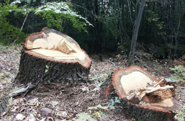 Задържаха трима отсекли в разрез със закона 73 дъбови дървета при Пазарци