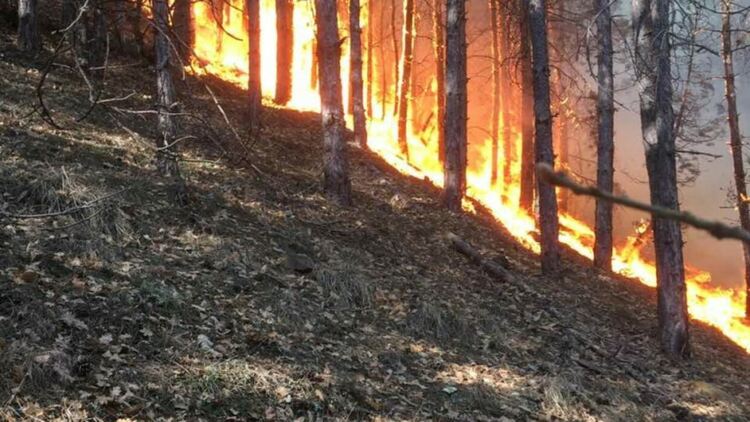 Пожар унищожи гора край Гълъбово, запалени сухи треви вдигаха на крак пожарникари в цялата област