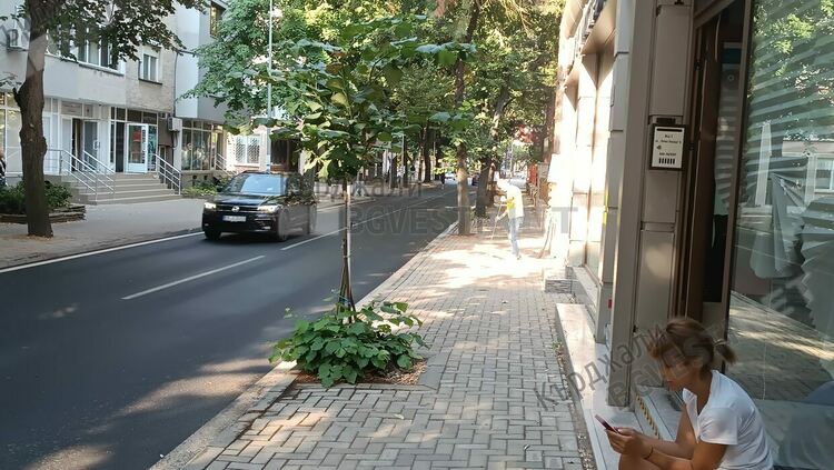 Подновяват отсечените дървета в Кърджали наесен, междувременно някои пуснаха филизи