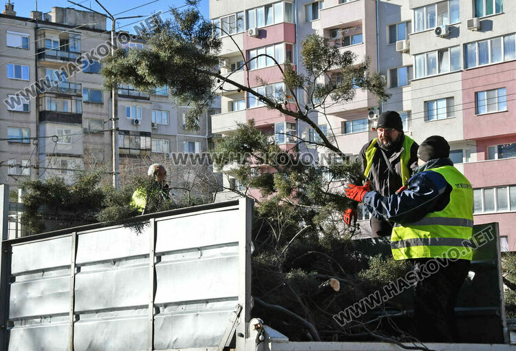 Бор се счупи на две и падна в локалното на бул. „Васил Левски“